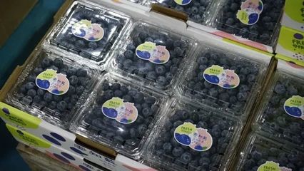 藍銘藍莓 馬龍區首個果品特質農品