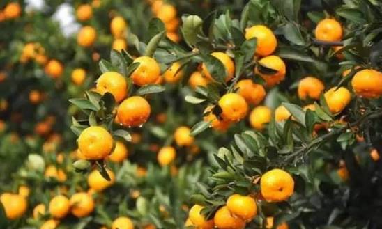 江西獨有的美景美食 品味贛鄱風華，領略自然與人文的盛宴