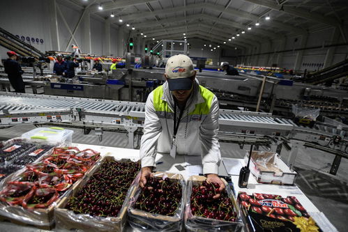 一帶一路故事繪 漂洋過海的智利車厘子快線