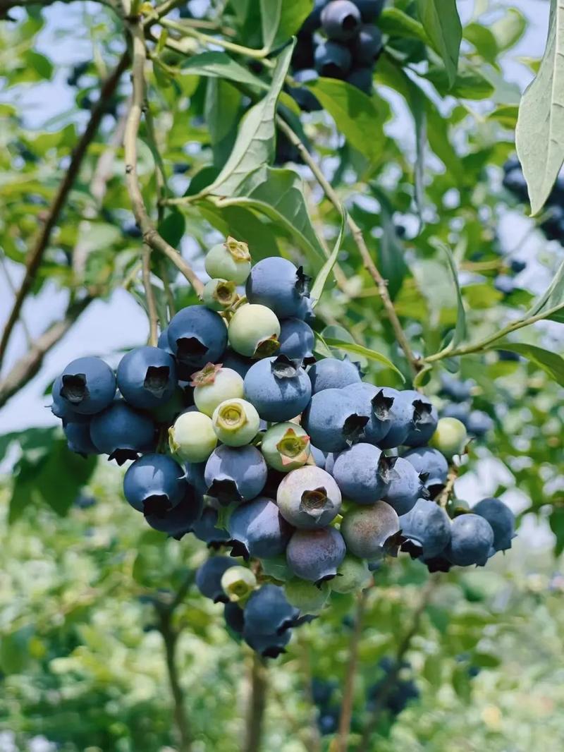 大陳小集夏日果品上新 顆顆藍(lán)莓，沁潤(rùn)心甜