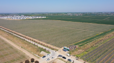 宿遷洋河新區(qū) 萬(wàn)畝蘋(píng)果花迎春綻放，蜜蜂舞動(dòng)授粉忙